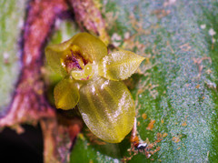 Pleurothallis epiglottis