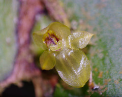 Pleurothallis epiglottis