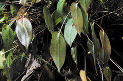 Pleurothallis epiglottis