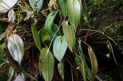 Pleurothallis epiglottis