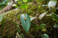Pleurothallis epiglottis