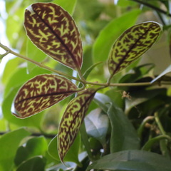 Aeschynanthus longicaulis