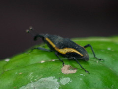 Cactophagus amoenus