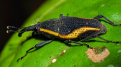 Cactophagus amoenus