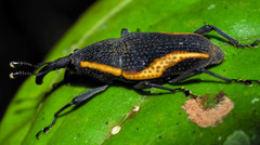 Cactophagus amoenus