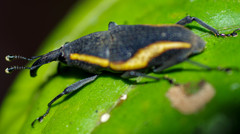 Cactophagus amoenus
