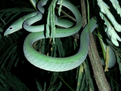 Ahaetulla prasina