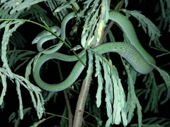 Ahaetulla prasina