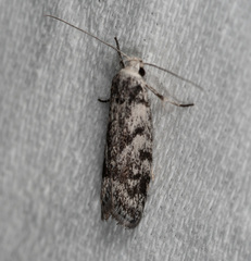 Lichenaula onychotypa