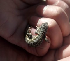 Sceloporus bicanthalis