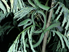 Ahaetulla prasina