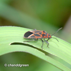 Graptostethus servus