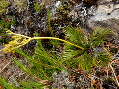Aciphylla divisa