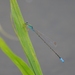 Pseudagrion glaucescens - Photo (c) ONG ODDB, μερικά δικαιώματα διατηρούνται (CC BY-NC-ND), uploaded by ONG ODDB