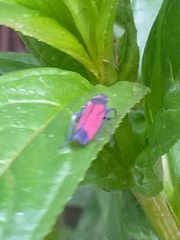 Cardioscarta flavifrons