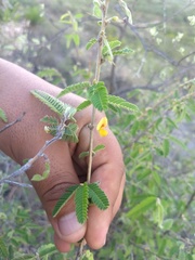 Aeschynomene purpusii