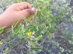 Aeschynomene purpusii