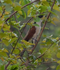 Centropus senegalensis