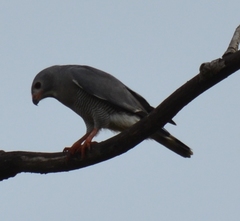Kaupifalco monogrammicus