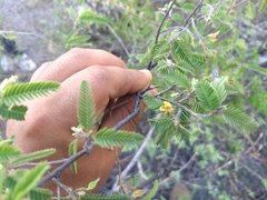 Aeschynomene purpusii