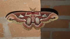 Rothschildia jacobaeae