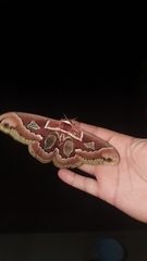 Rothschildia jacobaeae