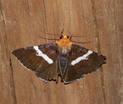 Buzara frontinus