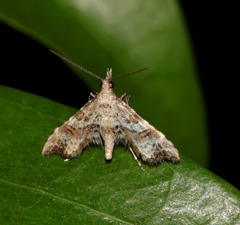 Palaeodes samealis