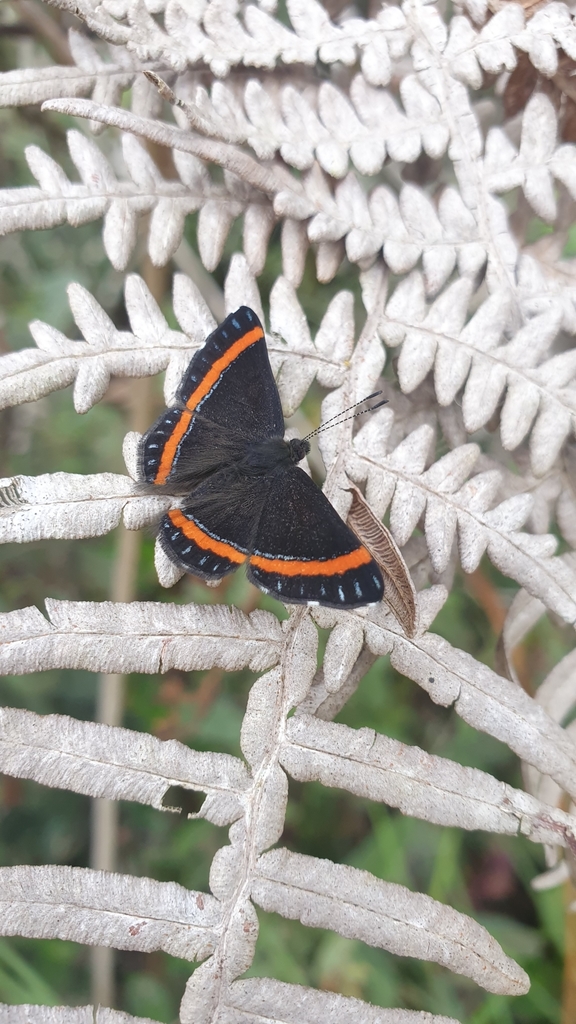Crocozona croceifasciata