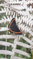 Crocozona croceifasciata