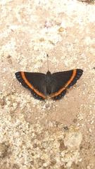 Crocozona croceifasciata
