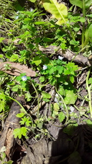 Veronica persica