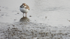 Charadrius placidus
