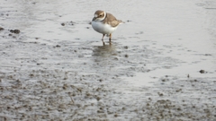 Charadrius placidus