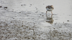 Charadrius placidus