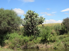 Opuntia jaliscana