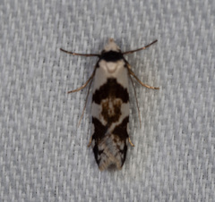 Lichenaula lambda