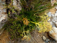 Aciphylla divisa