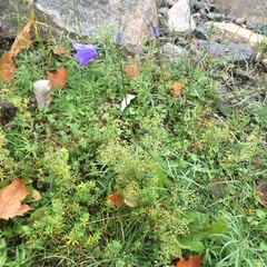 Campanula rotundifolia