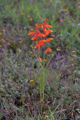 Castilleja tenuifolia