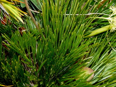 Aciphylla divisa