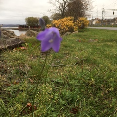 Campanula rotundifolia