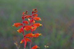 Castilleja tenuifolia
