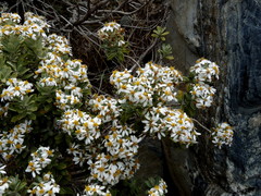 Olearia moschata