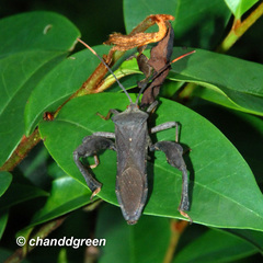 Pseudomictis distinctus