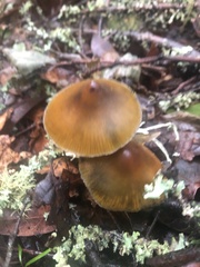 Hygrocybe