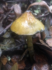 Hygrocybe