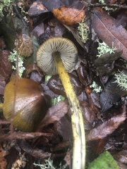 Hygrocybe
