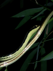 Dendrelaphis pictus