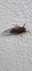 Gelidea torrida